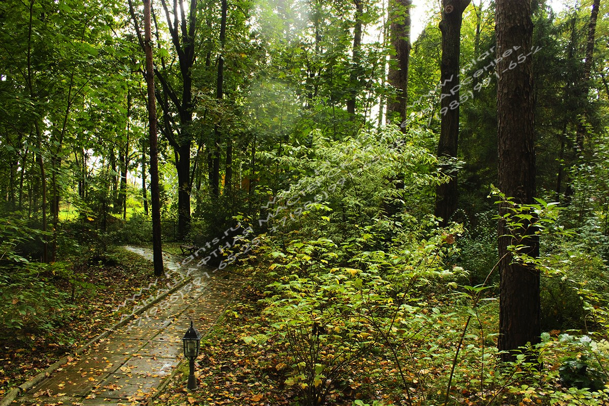 Пример решения дизайна участка с дорожкой для прогулок в лесу